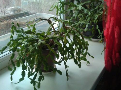 Цветок декабрист, как ухаживать. Немного о растении 02