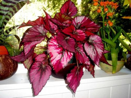 Бегония королевская уход. Бегония королевская – особенности выращивания и ухода в домашних условиях