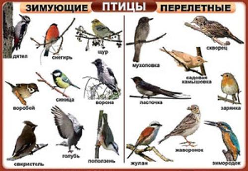 В каком месяце улетают птицы на юг. Бархатный сезон – время перелетов 02