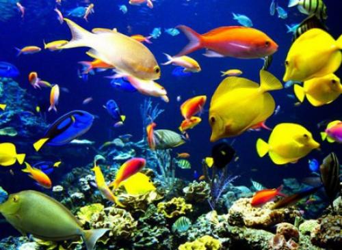 Интересные факты о индийском океане. Индийский океан интересные факты