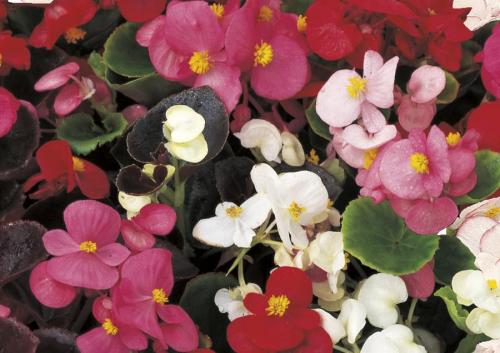 Как ухаживать за бегонией в домашних условиях. Как ухаживать за бегонией в горшке после покупки: особенности выращивания цветка в домашних условиях 01