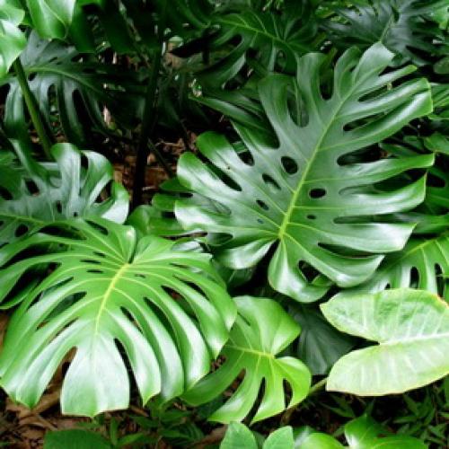 Интересные факты о монстере. 01