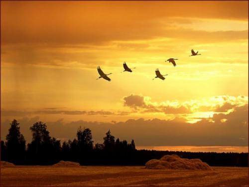 Цапля улетает на юг. Какие птицы улетают в теплые края