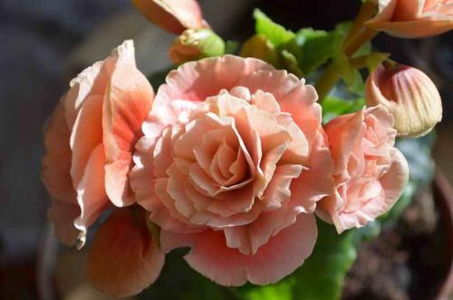 Бегония уход и полив. Бегония – уход и выращивание