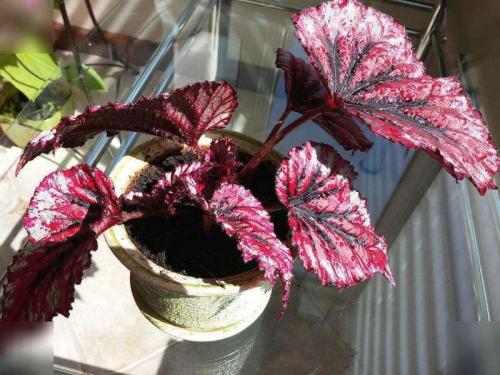 Бегония королевская уход. Бегония королевская – особенности выращивания и ухода в домашних условиях