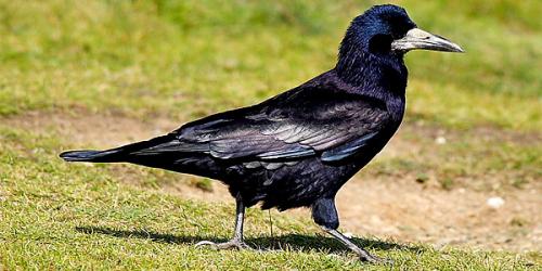 Какие птицы улетают весной. Какие птицы прилетают к нам первыми весной | Вестники весны