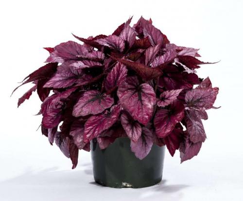 Бегония королевская уход. Бегония королевская – особенности выращивания и ухода в домашних условиях