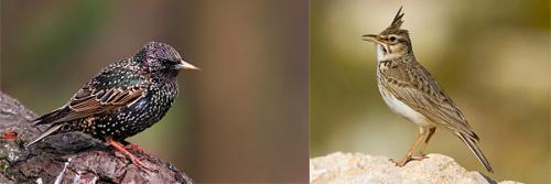 Какие птицы улетают весной. Какие птицы прилетают к нам первыми весной | Вестники весны