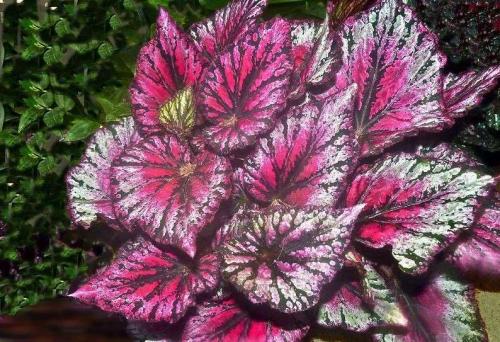 Бегония королевская уход. Бегония королевская – особенности выращивания и ухода в домашних условиях