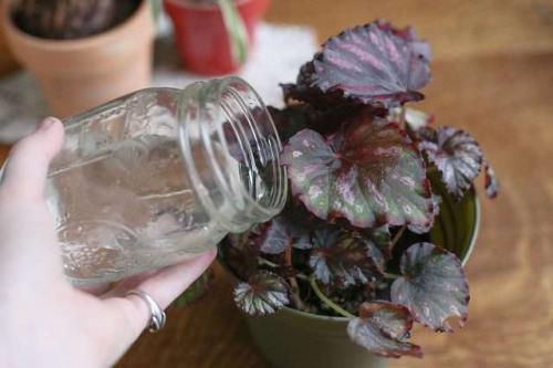 Бегония королевская уход. Бегония королевская – особенности выращивания и ухода в домашних условиях