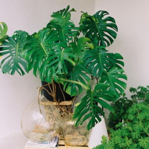 Интересные факты о монстере. 02