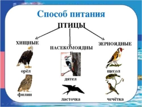 В каком месяце улетают птицы на юг. Бархатный сезон – время перелетов 01
