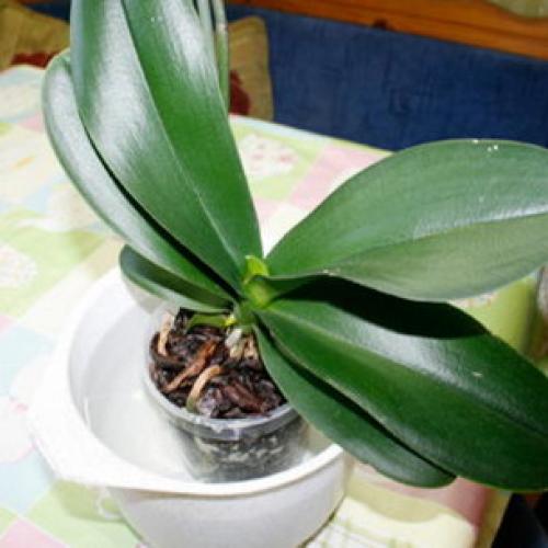 Комнатные растения орхидея. Требования к почве 01