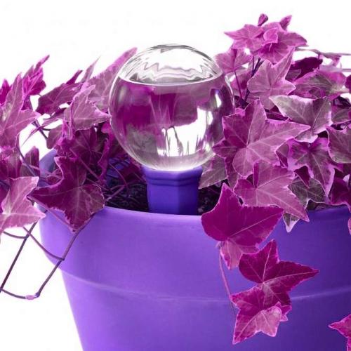 Бегония королевская уход. Бегония королевская – особенности выращивания и ухода в домашних условиях