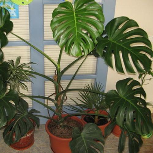 Интересные факты о монстере. 04