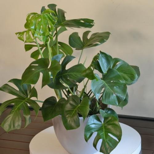 Интересные факты о монстере. 03