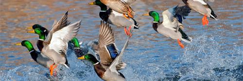 Какие птицы улетают весной. Какие птицы прилетают к нам первыми весной | Вестники весны