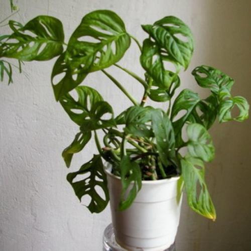 Интересные факты о монстере. 05