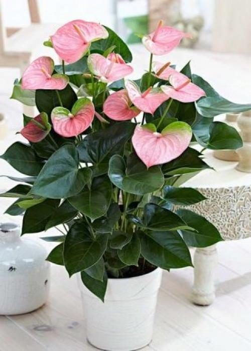 Мужское счастье цветок антуриума уход и размножение. Антуриум: размножение и уход в домашних условиях 01