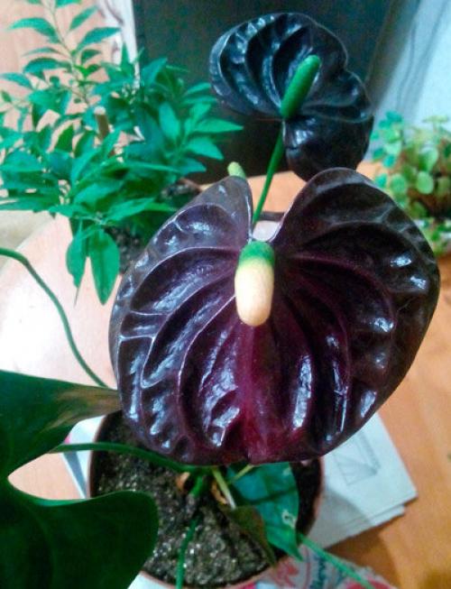 Мужское счастье цветок желтеют листья. Виды антуриума