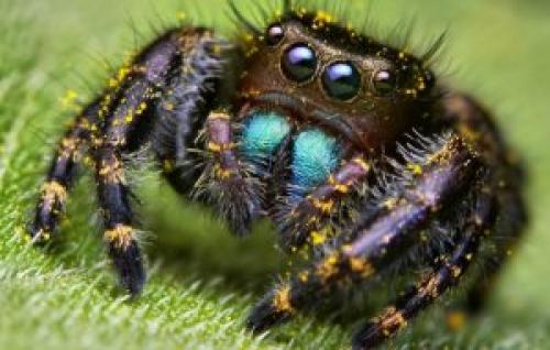 Сколько глаз у пауков?