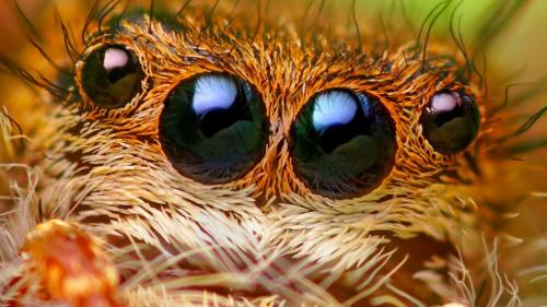 Сколько глаз у пауков?