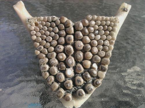 Трипофобия наоборот. Теперь можно не бояться: американские психологи установили, откуда берется трипофобия