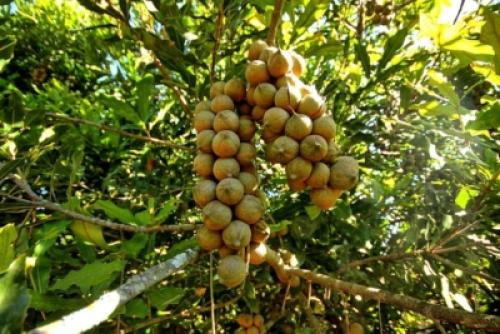 Самый дорогой в мире сыр. 36