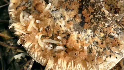 Трипофобия наоборот. Теперь можно не бояться: американские психологи установили, откуда берется трипофобия