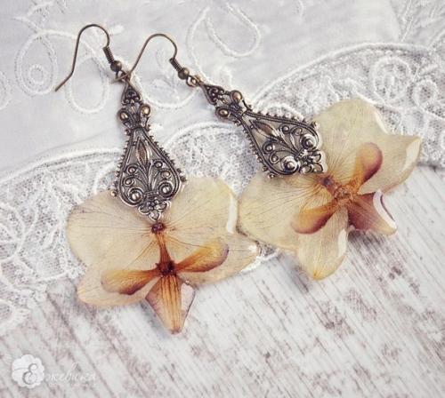 Как засушить орхидею. / делимся опытом /