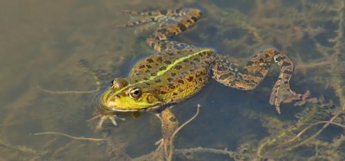 Чем питаются медведи. Бурый медведь хозяин леса…