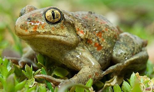 Чем питаются медведи. Бурый медведь хозяин леса…