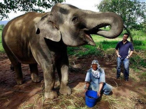 Самый дорогой в мире кофе. Таиландский кофе Black Ivory