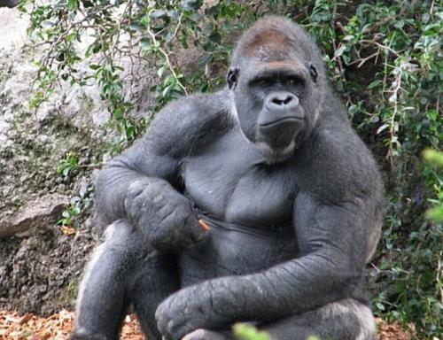 Какой вес может поднять горилла. Мощь и безобидность 05
