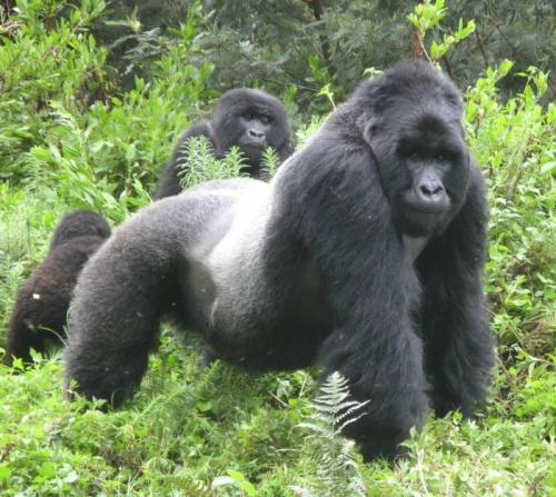 Какой вес может поднять горилла. Мощь и безобидность 04