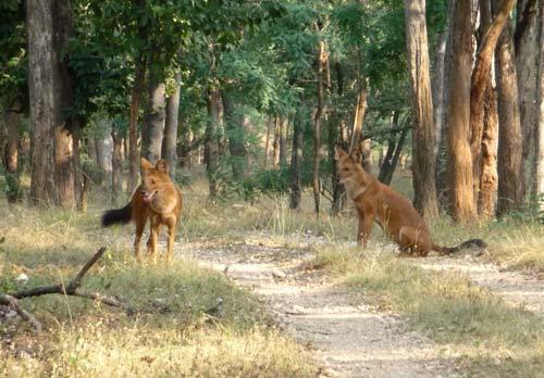 Самые редкие животные в мире из Красной Книги. Флоридская пума 19