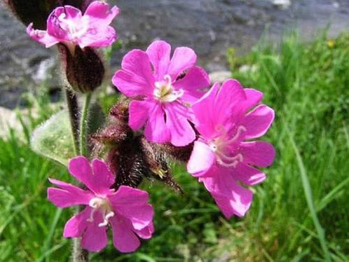 Самые редкие растения в мире из Красной Книги. Топ 10 Самых редких растений