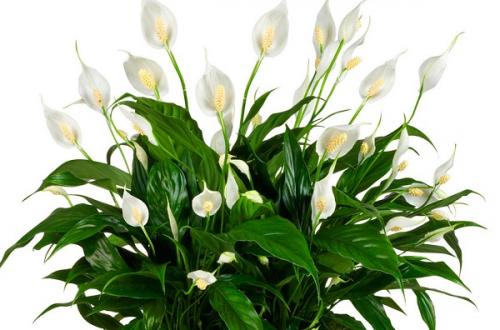 Цветок женское счастье приметы. Семейные и любовные приметы