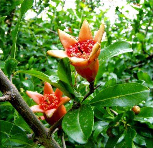 Интересные факты о манго. Манго — фрукт исключительного вкуса и пищевой ценности, богатый пищевыми волокнами, витаминами и минералами, а потому полезный для пищеварения и сердечно-сосудистой системы 01