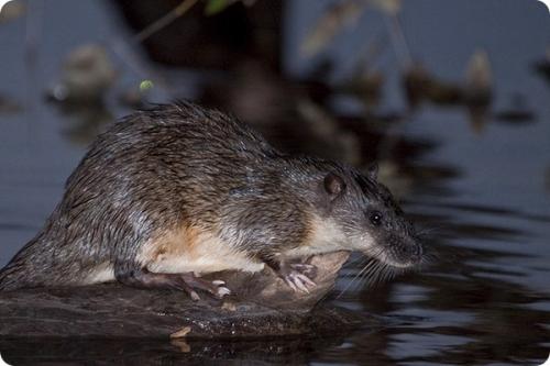 У, какого животного 36 зубов. Самые беззубые животные в мире