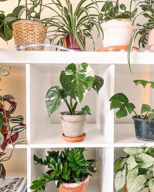 Уход за в домашних условиях за цветами. Уход за комнатными растениями: подготовка к зимовке 04