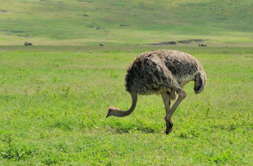 Скелет страуса. Описание