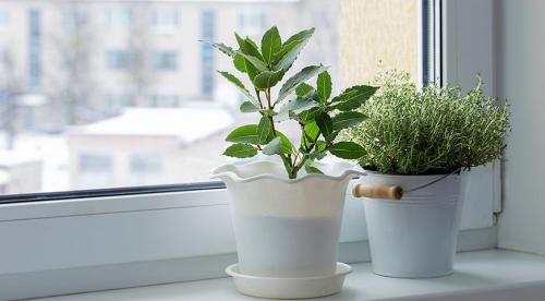 Уход за в домашних условиях за цветами. Уход за комнатными растениями: подготовка к зимовке 14