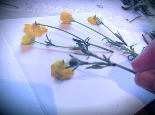 Как засушить цветы, чтобы они не потеряли цвет и форму. Как правильно засушить растения 05