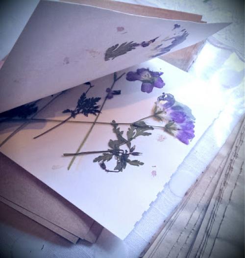 Как засушить цветы, чтобы они не потеряли цвет и форму. Как правильно засушить растения 07