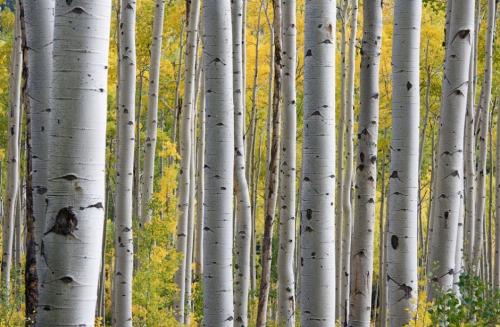 Интересные Факты про берёзу. Береза — интересные Факты