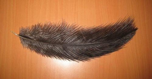 Зарывает ли страус голову в песок. Почему страус прячет голову в песок? Так ли это на самом деле? 13