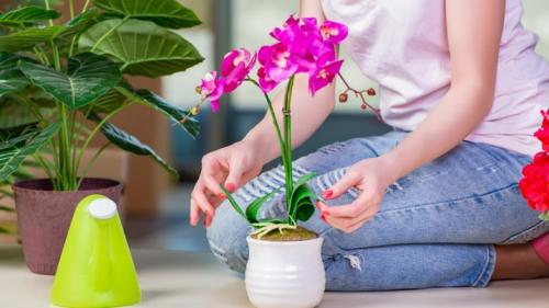 Уход за в домашних условиях за цветами. Уход за комнатными растениями: подготовка к зимовке 10