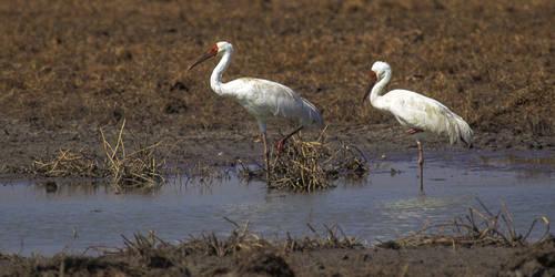 Животные из Красной Книги. Какие животные занесены в Красную книгу России — редкие виды, фото и характеристика