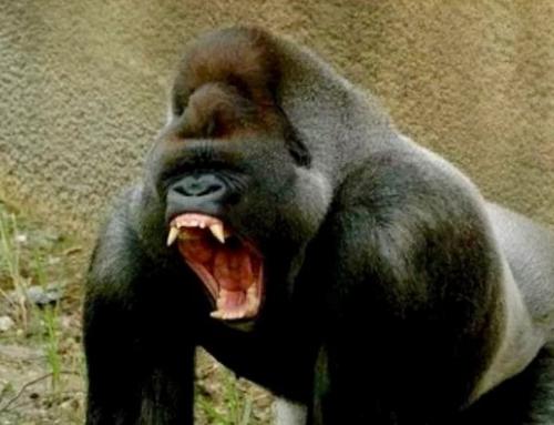 Какой вес может поднять горилла. Мощь и безобидность 06